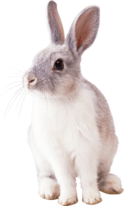 Kanin smådjur