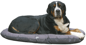 hundförsäkring stor hund
