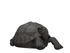 sködpadda smådjursförsäkring