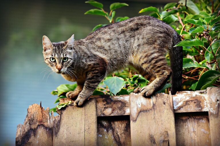 katt på staket