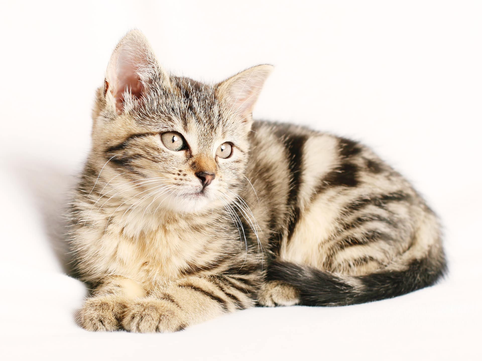 overtro landdistrikterne Bekræfte Billigaste kattförsäkringen-Bästa pris på kattförsäkringar